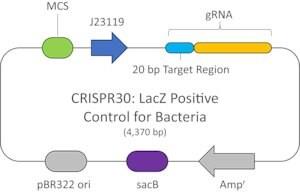 CRISPR30-1EA | CRISPR LACZ POSITIVE CONTROL PLASMID FOR BACTERIA