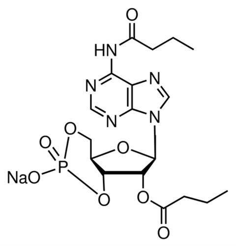 D0260-25MG | N6 2 O DIBUTYRYLADENOSINE 3 5 CYCLIC MONOPHOSPHATE