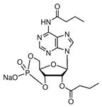 D0260-25MG | N6 2 O DIBUTYRYLADENOSINE 3 5 CYCLIC MONOPHOSPHATE