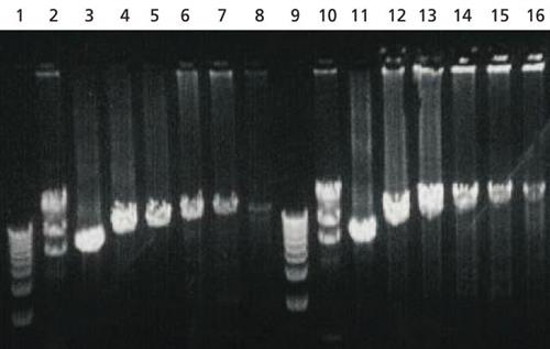 D1313-250UN | JUMPSTART TM REDACCUTAQ LA DNA POLYMERASE