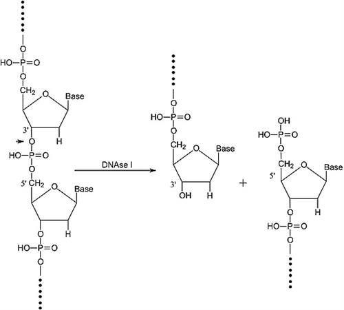 D4527-40KU | DEOXYRIBONUCLEASE I TYPE II FROM BOVINE PANCREAS