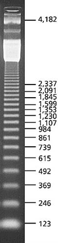 D5042-250UG | 123 BP DNA LADDER FOR DNA ELECTROPHORESIS
