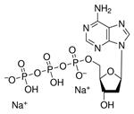 D6500-10MG | 2 DEOXYADENOSINE 5 TRIPHOSPHATE DISODIUM