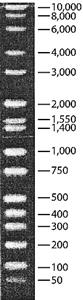 D7058-1VL | DIRECTLOAD TM WIDE RANGE DNA MARKER READY TO USE M