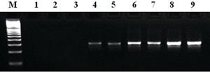 D7442-250UN | MTP TM TAQ DNA POLYMERASE