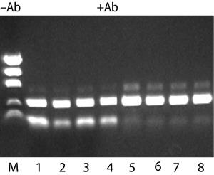 D8187-50UN | JUMPSTART TM REDTAQ R DNA POLYMERASE HOT START TAQ