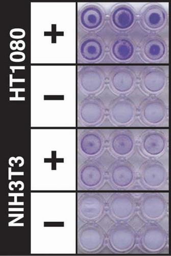 ECM550 | CELL INVASION ASSAY 12 SAMPLES