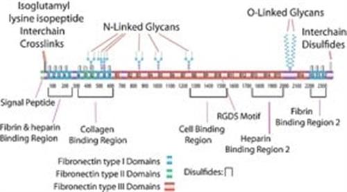 F2006-5MG | FIBRONECTIN FROM FROM HUMAN PLASMA SUITABLE FOR CE