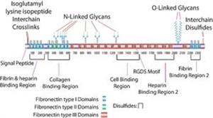F2006-5MG | FIBRONECTIN FROM FROM HUMAN PLASMA SUITABLE FOR CE