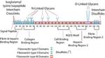F2006-5MG | FIBRONECTIN FROM FROM HUMAN PLASMA SUITABLE FOR CE