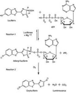 FLAAM-1VL | ADENOSINE 5 TRIPHOSPHATE ASSAY MIX