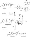 FLAAM-1VL | ADENOSINE 5 TRIPHOSPHATE ASSAY MIX