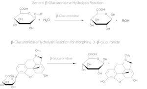 G0876-1ML | B GLUCURONIDASE TYPE H 2 CRUDE SOLUTION FROM HELIX