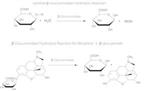 G7646-5KU | B GLUCURONIDASE TYPE VII A FROM E. COLI