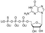 G8634-10MG | GUANOSINE 5 O 3 THIOTRIPHOSPHATE TETRALITHIUM