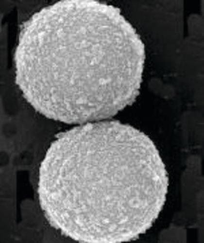 GE45152105050250 | SPEEDBEAD MAGNETIC CARBOXYLATE MODIFIED PARTICLES