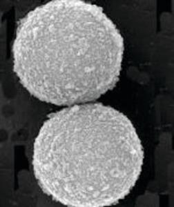 GE45152105050250 | SPEEDBEAD MAGNETIC CARBOXYLATE MODIFIED PARTICLES