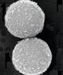 GE45152105050250 | SPEEDBEAD MAGNETIC CARBOXYLATE MODIFIED PARTICLES