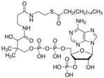 H1385-5MG | N HEPTADECANOYL COENZYME A