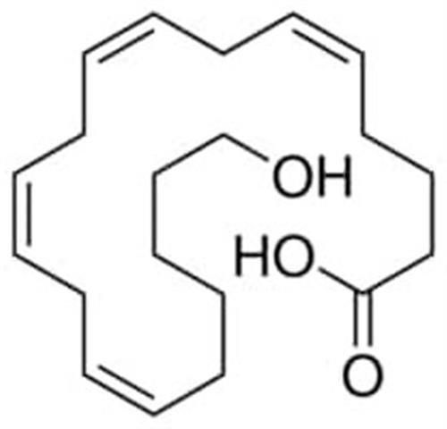 H3023-10UG | 20 HYDROXY 5Z 8Z 11Z 14Z EICOSATETRAENOIC ACID