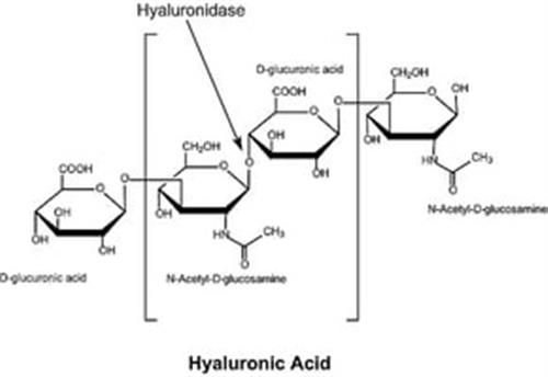 H3506-5G | HYALURONIDASE TYPE I S FROM BOVINE TESTES