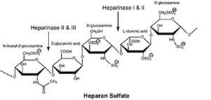 H8891-5UN | HEPARINASE III FROM FLAVOBACTERIUM HEPARINUM LYOPH