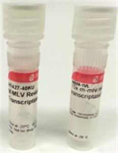 M1302-40KU | M MLV REVERSE TRANSCRIPTASE