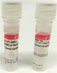 M1302-40KU | M MLV REVERSE TRANSCRIPTASE