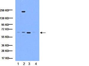 MAB3026 | ANTI NF B ANTIBODY P65 SUBUNIT ACTIVE SUBUNIT CLON