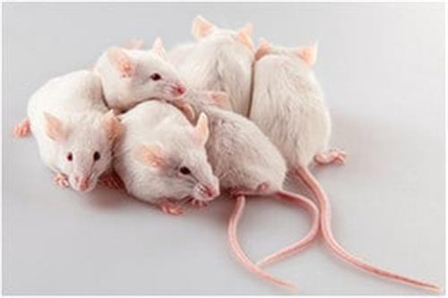 MR-006-C | EMBRYOMAX MODIFIED DPBS WITH BSA AND PHENOL RED