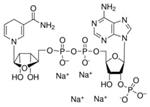N1630-500MG | BETA NICOTINAMIDE ADENINE DINUCLEOTIDE 2 PHOSPHATE