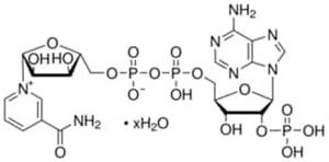 N5755-1G | B NICOTINAMIDE ADENINE DINUCLEOTIDE PHOSPHATE FREE