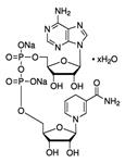 N8129-500MG | B NICOTINAMIDE ADENINE DINUCLEOTIDE REDUCED FORM D
