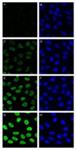 N9162-100UG | NEOCARZINOSTATIN FROM STREPTOMYCES CARZINOSTATICUS