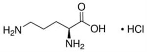 O6503-25G | L ORNITHINE MONOHYDROCHLORIDE BIOREAGENT SUITABLE