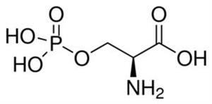 P0878-10MG | O PHOSPHO L SERINE