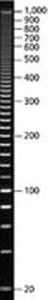 P1598-40UG | PCR 20 BP LOW LADDER FOR ELECTROPHORESIS OF PCR FR