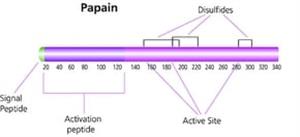 P3125-250MG | PAPAIN FROM PAPAYA LATEX BUFFERED AQUEOUS SUSPENSI