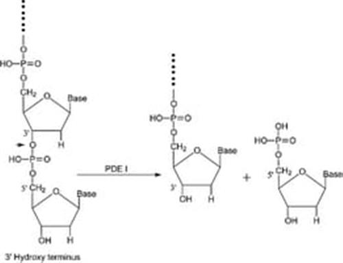 P3243-1VL | PHOSPHODIESTERASE I FROM CROTALUS ADAMANTEUS VENOM
