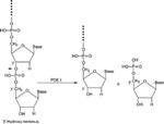 P3243-1VL | PHOSPHODIESTERASE I FROM CROTALUS ADAMANTEUS VENOM