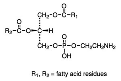 P7693-100MG | L A PHOSPHATIDYLETHANOLAMINE TYPE I FROM BOVINE BR