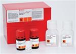 PROTSIL1-1KT | PROTEOSILVER STAIN KIT