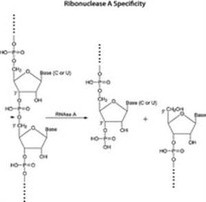 R5500-250MG | RIBONUCLEASE A FROM BOVINE PANCREAS TYPE XII A 90