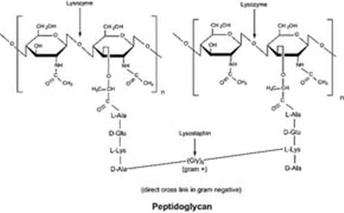 SAE0152-1G | Lysozyme from chicken egg white