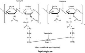 SAE0152-1G | Lysozyme from chicken egg white