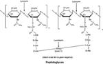 SAE0152-1G | Lysozyme from chicken egg white