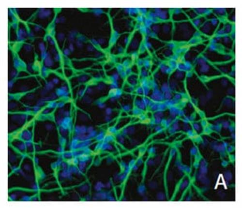 SCM005 | RENCELL NEURALSTEMCELL MAINTENANCEMEDIUM