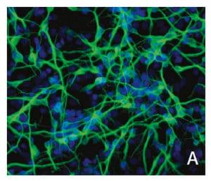 SCM005 | RENCELL NEURALSTEMCELL MAINTENANCEMEDIUM