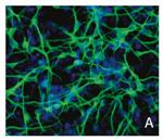 SCM005 | RENCELL NEURALSTEMCELL MAINTENANCEMEDIUM