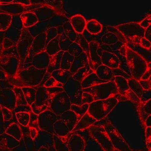 SCT107 | BIOTRACKER TM 555 ORANGE CYTOMEMBRANE DYE